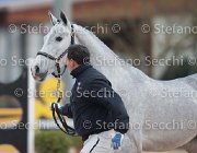 x del Buttasella Tosc Tour2013- S5 1703 : Arezzo, Cavalli d'Italia, Clara del Buttasella, Toscana Tour 2013, foto di Stefano Secchi ©